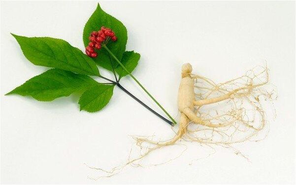 Ginseng increases libido and has a good effect on the male body. 